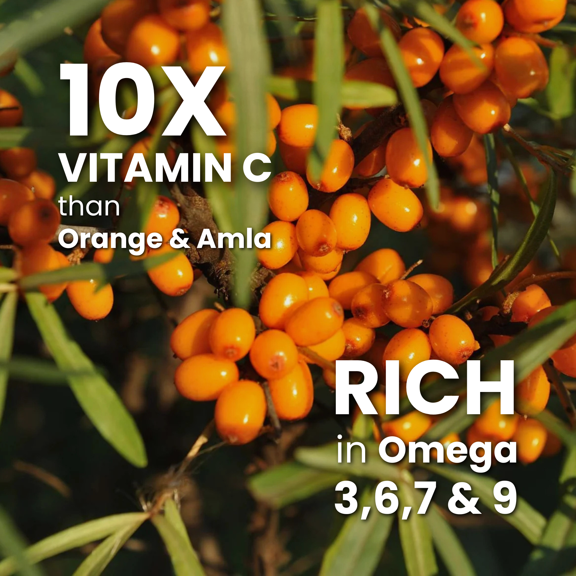 The Goodberry Sea Buckthorn Juice - 500ml